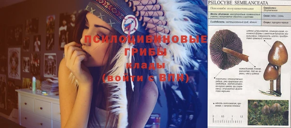 индика Аркадак